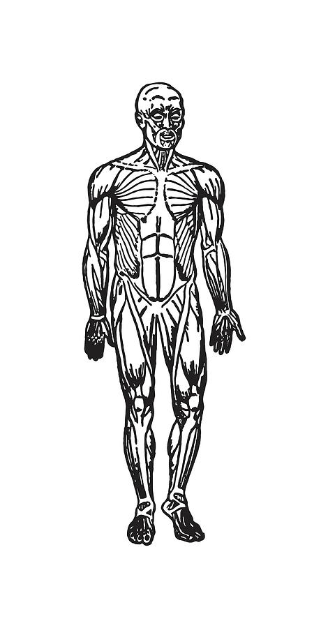 muscular system drawing