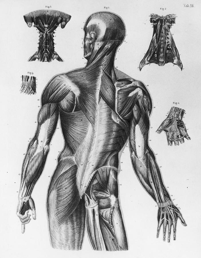 Human Musculature Photograph by Hulton Archive