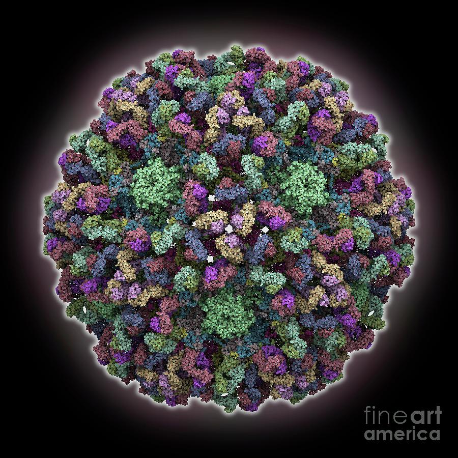 Human Papillomavirus 16 Capsid Photograph By Laguna Design/science ...