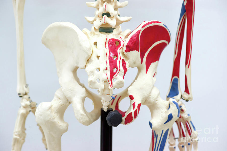 Skeleton Photograph - Human Pelvis Model by Choksawatdikorn / Science Photo Library
