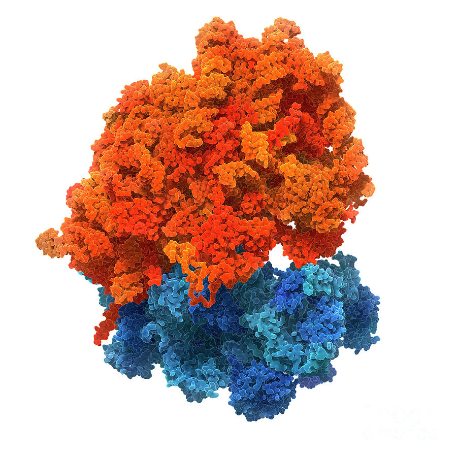 Human Ribosome Photograph by Carlos Clarivan/science Photo Library ...