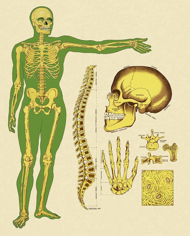 Vintage Drawing - Human Skeleton Bones by CSA Images