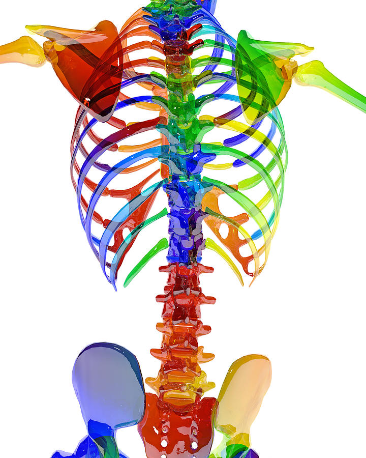 Up Movie Digital Art - Human Skeleton Color Model by Betsy Knapp
