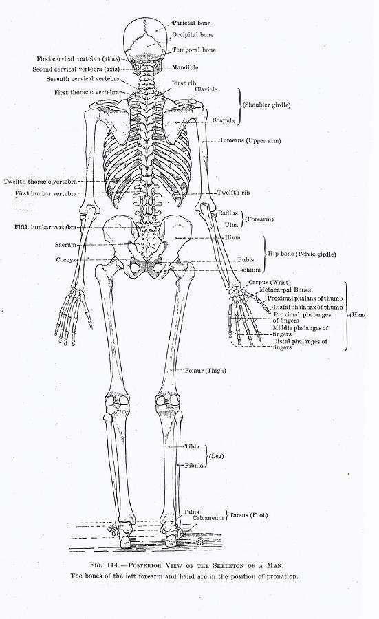Human skeleton, full rear view Photograph by Steve Estvanik