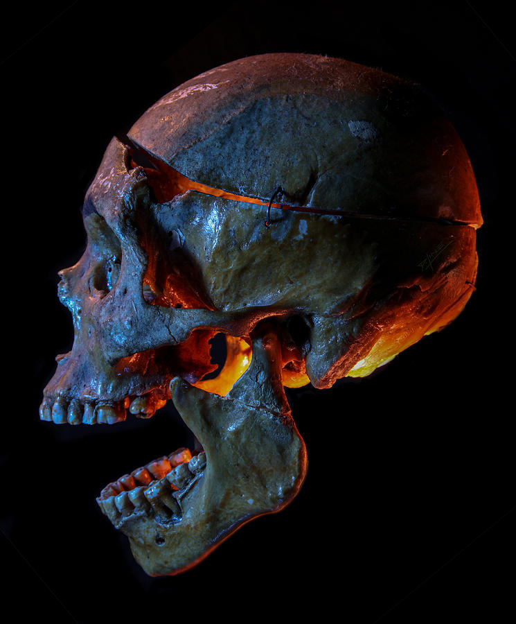 Human Skull 19 9 Photograph By Dennis Line