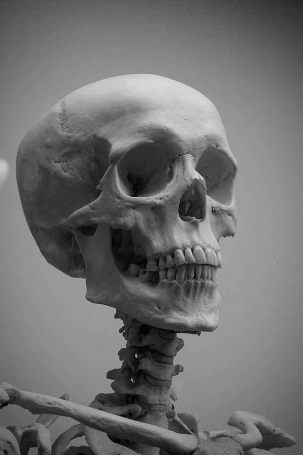 Human Skull And Neck Bones Photograph By Allen Penton