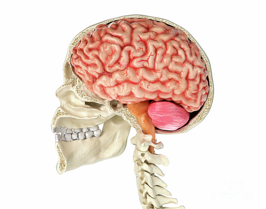 Brain and skull anatomy, illustration - Stock Image - C038/4321 - Science  Photo Library