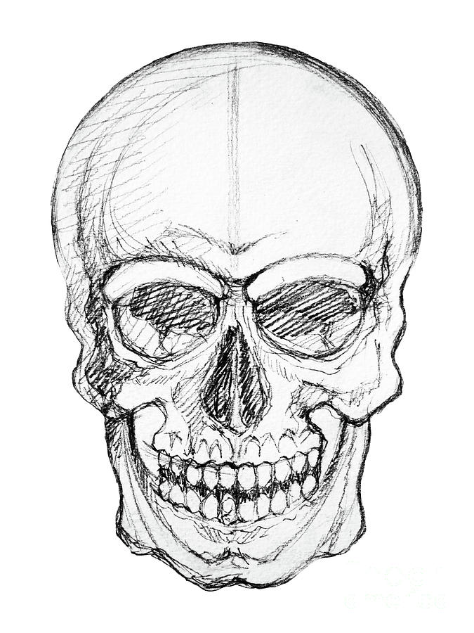 Halloween Drawing - Human Skull Hand Drawing by Benjavisa Ruangvaree