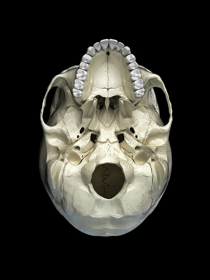 Human Skull Viewed From The Bottom Photograph by Leonello Calvetti