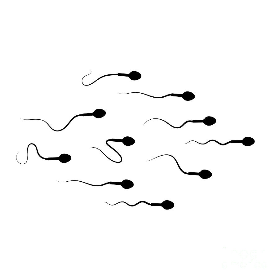 Human Sperm Cells Photograph By Pikovit Science Photo Library Pixels