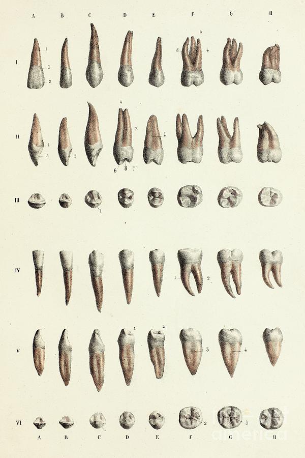 Human Tooth Anatomy Photograph by Science Photo Library - Fine Art America