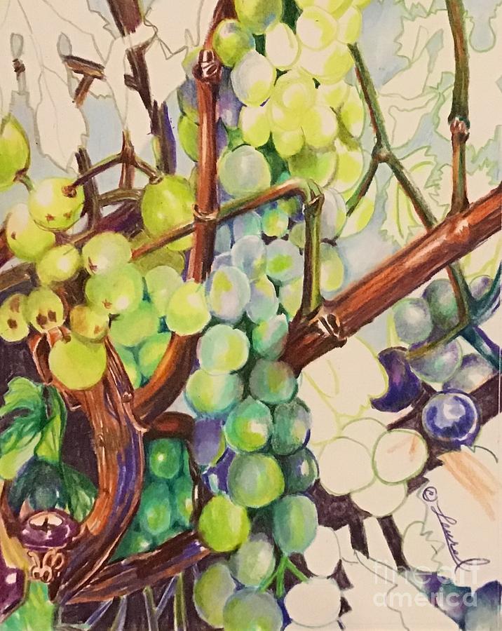 Humble grape 2 Drawing by Laurel Adams