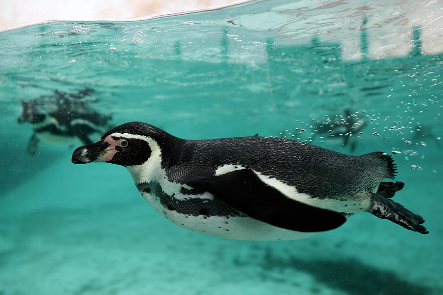 Humboldt Penguins Swim In Their Pool Photograph By Stefan Wermuth 