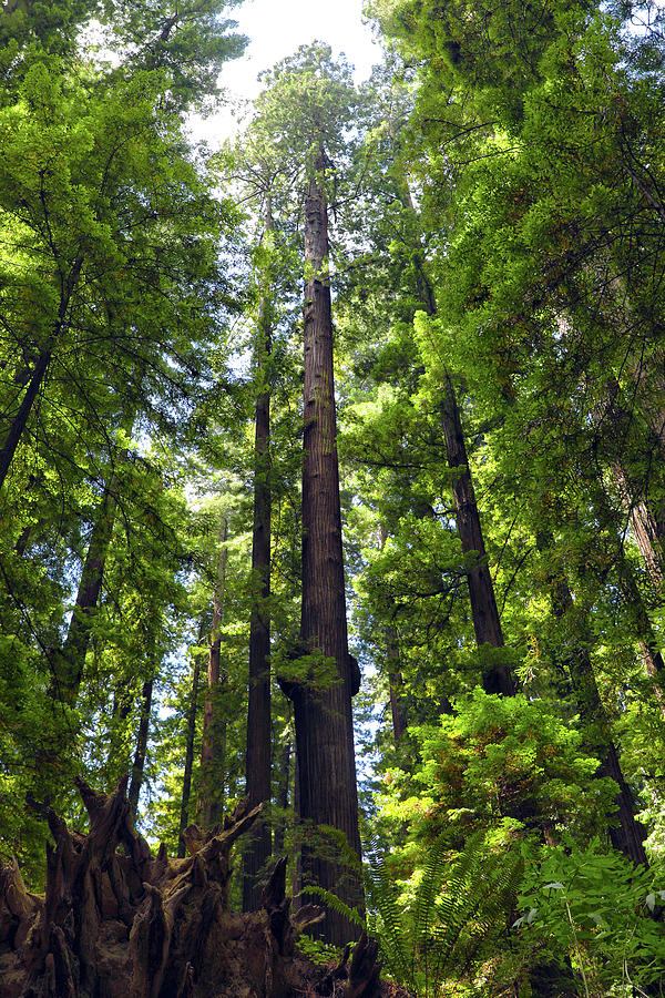 Humboldt Redwoods State Park Photograph by Mitch Cat