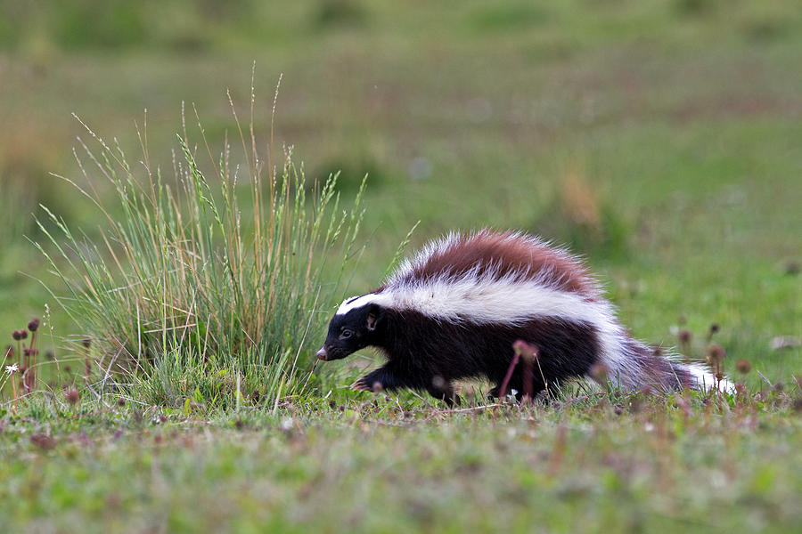 Humboldt's Hog-nosed Skunk Torres Del Paine National Park Photograph by ...