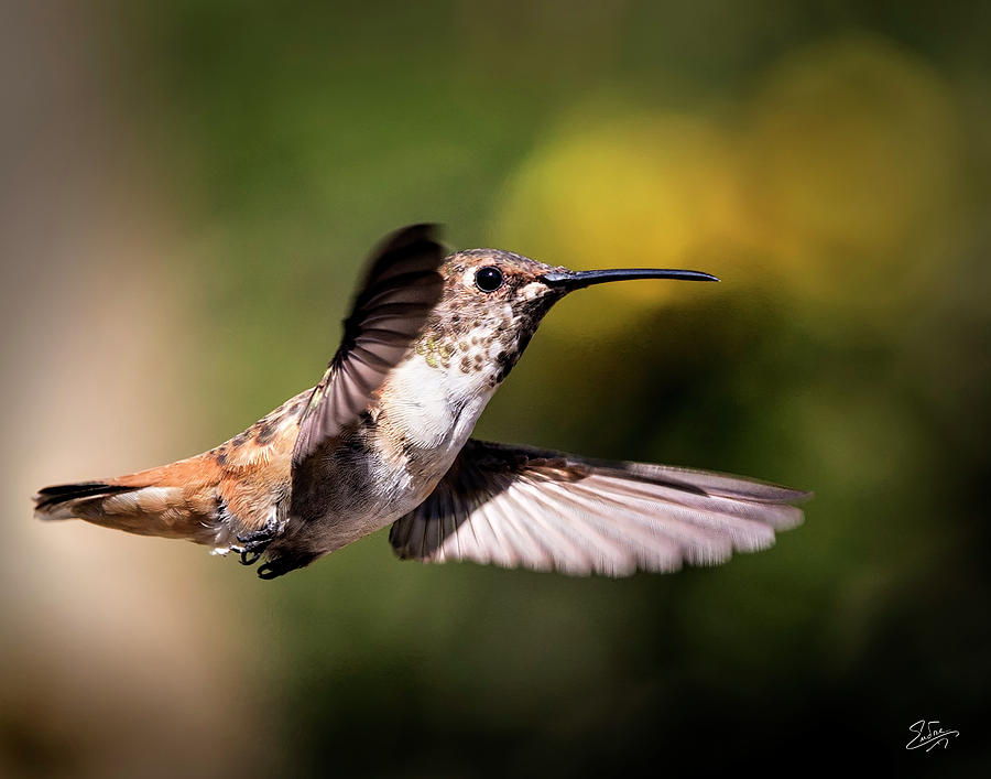 Hummer 1 Photograph by Endre Balogh