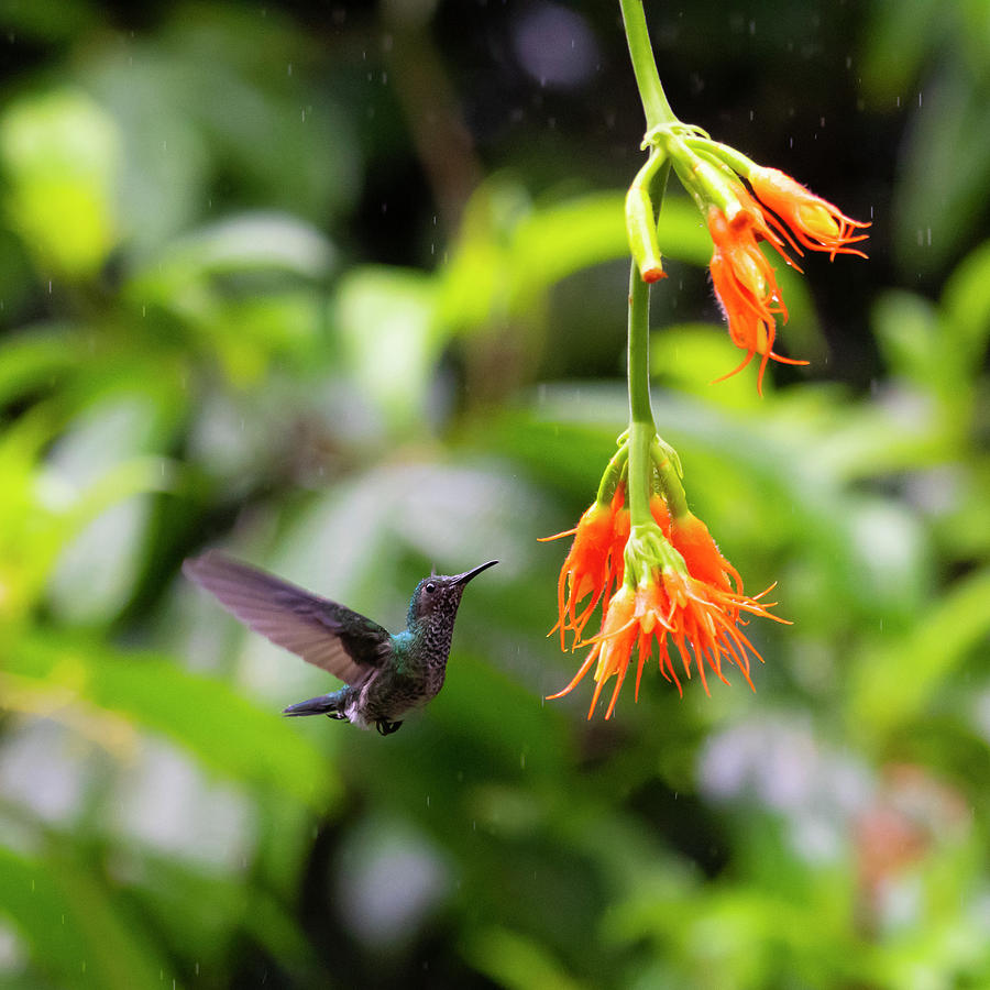 Hummer in Flight Photograph by Patrick Nowotny
