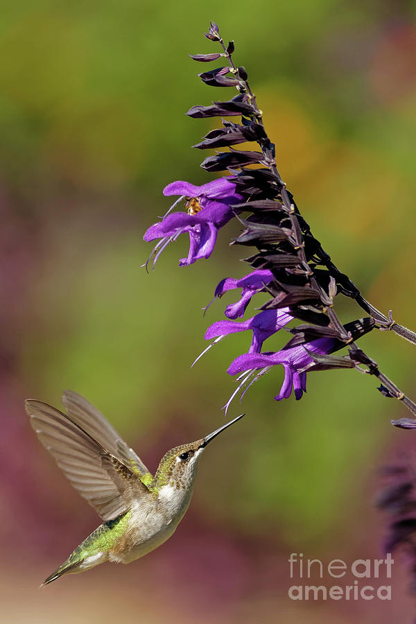Hummer Photograph by Natural Focal Point Photography Hummer Photograph by Natural Focal Point Photography