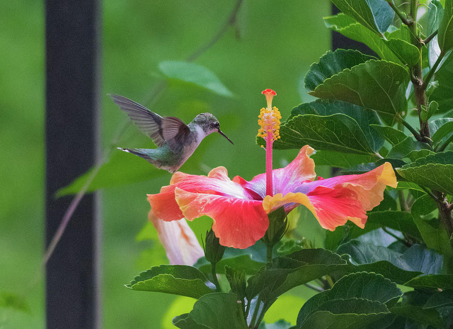 Hummer On Hibiscus Photograph