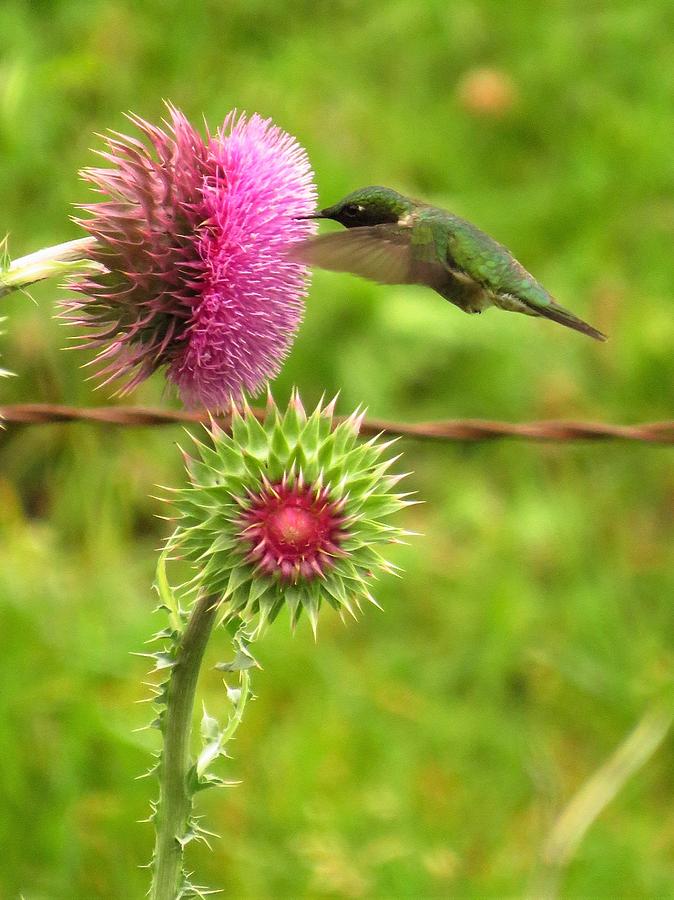Hummer on Thistle  Photograph by Lori Frisch