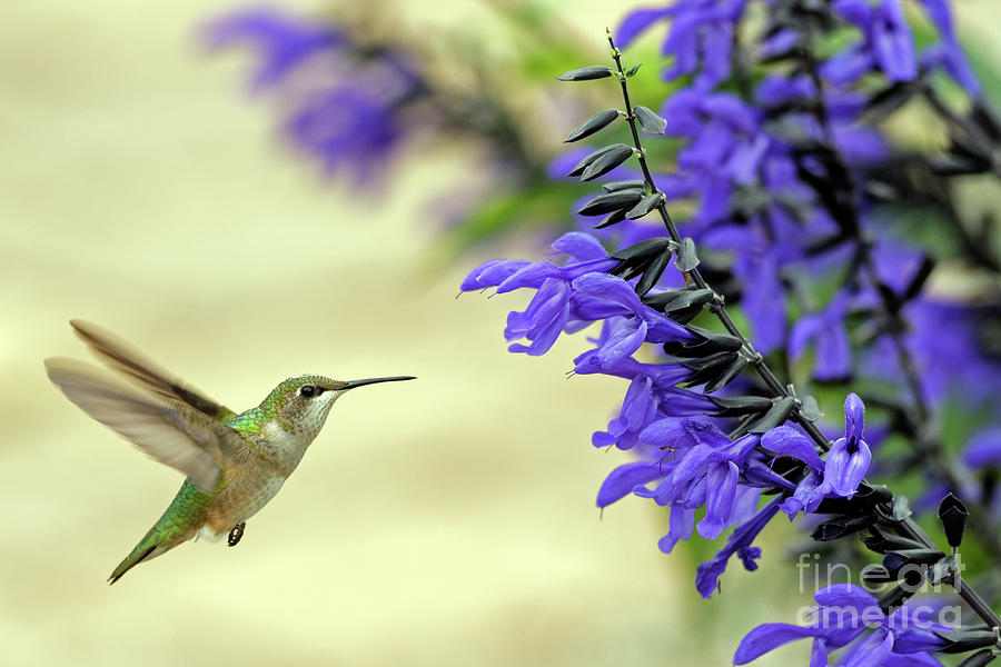 Hummers in Longfellow Gardens Photograph by Natural Focal Point Photography