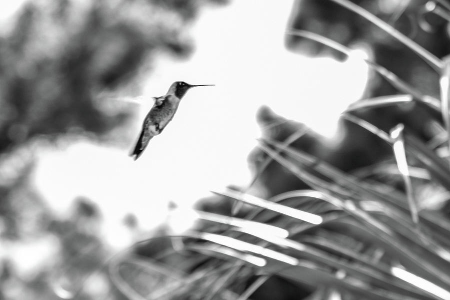Humminbird in Black and White Photograph by Kelly Thackeray