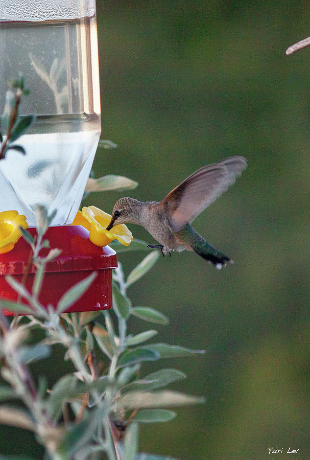 Hummingbird Two Photograph