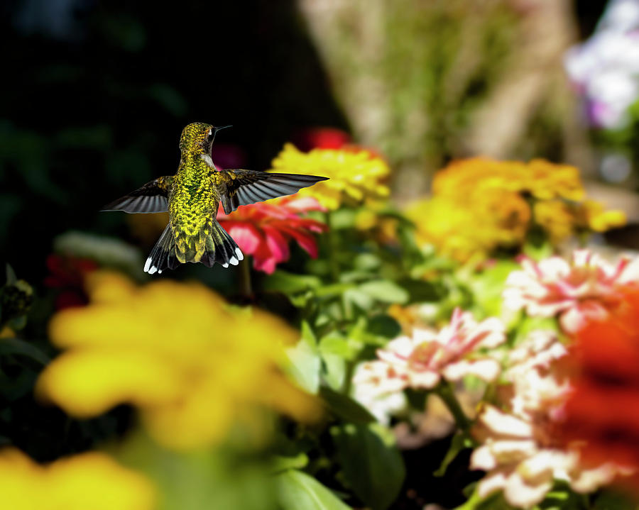 Hummingbird Photograph - Humming Along in Texas by Jason Walthall