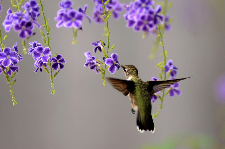 Humming Bird Photograph by Daryl Dangelo