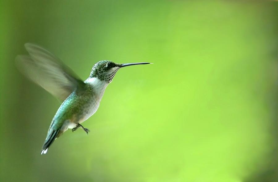 Hummingbird Salamander by Jeff VanderMeer