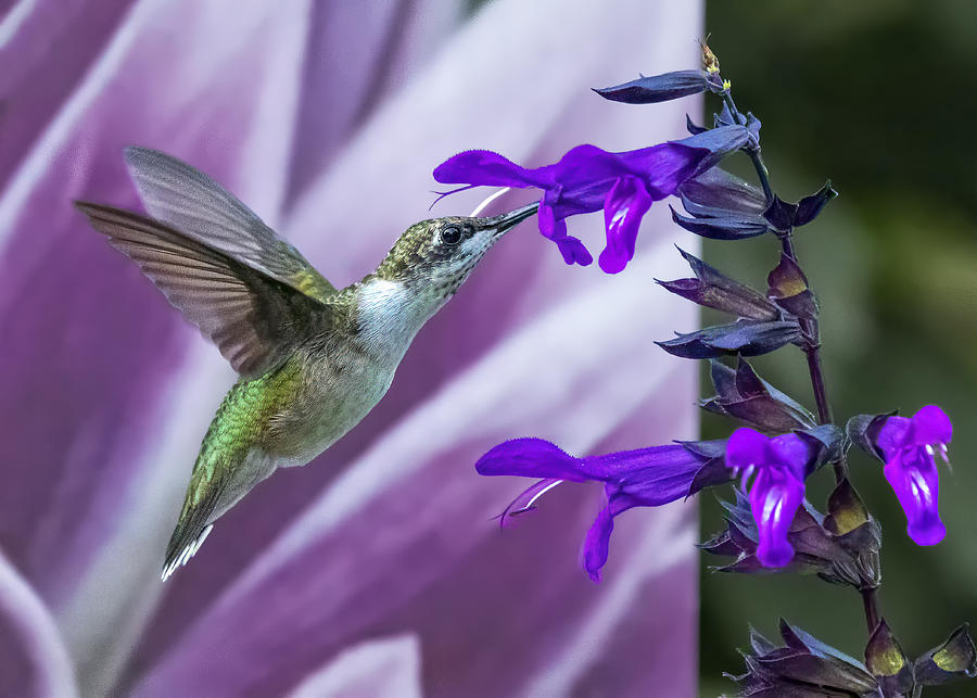 Humming Bird Photograph by Louie Luo