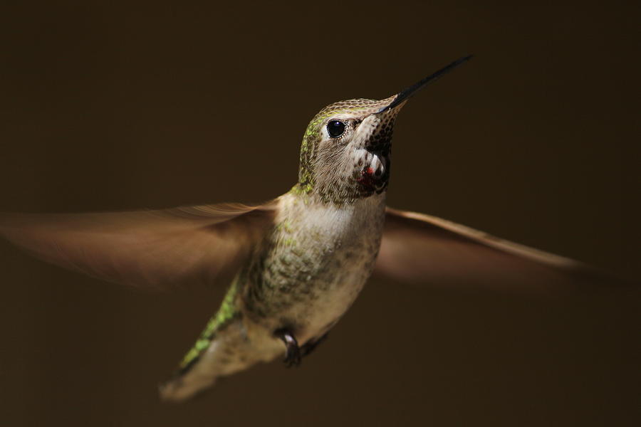 Hummingbird Photograph - Humming Bird by Paul Comish