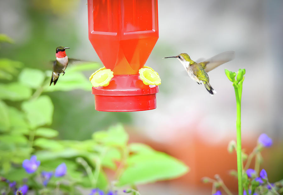 Humming Birds Photograph by Michelle Wittensoldner