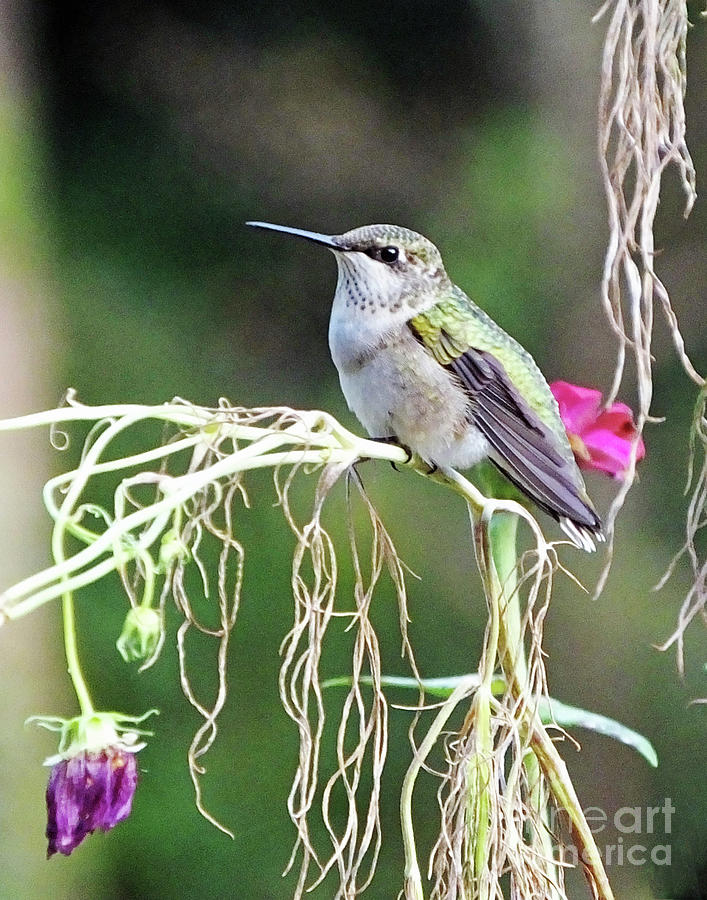 Hummingbird 105 Photograph by Lizi Beard-Ward