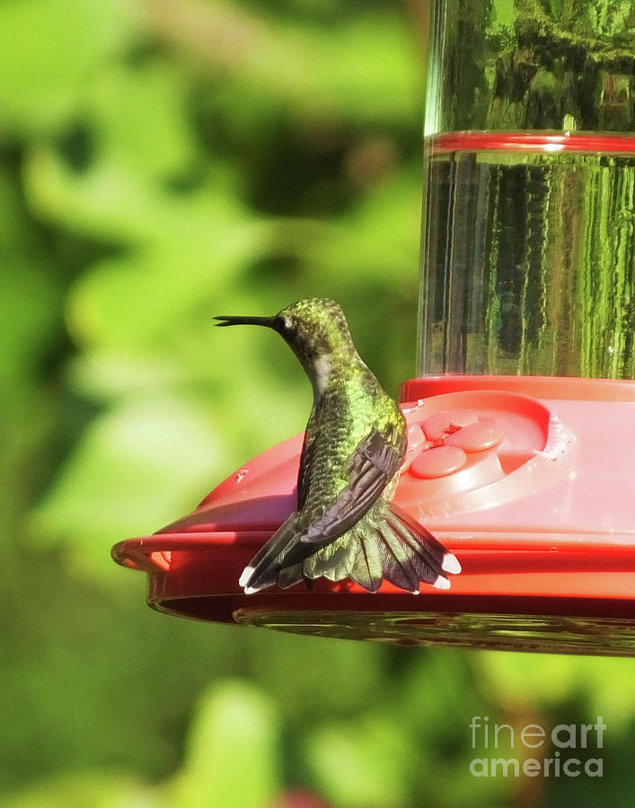 Hummingbird 106 Photograph by Lizi Beard-Ward