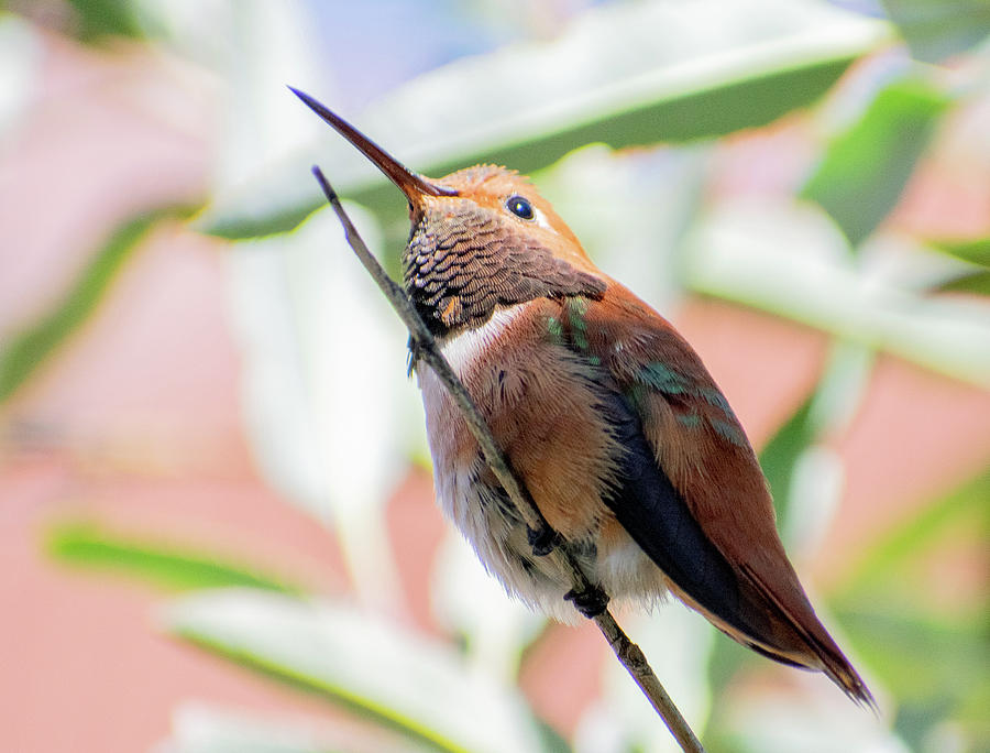 Hummingbird 2 Photograph by Melisa Elliott
