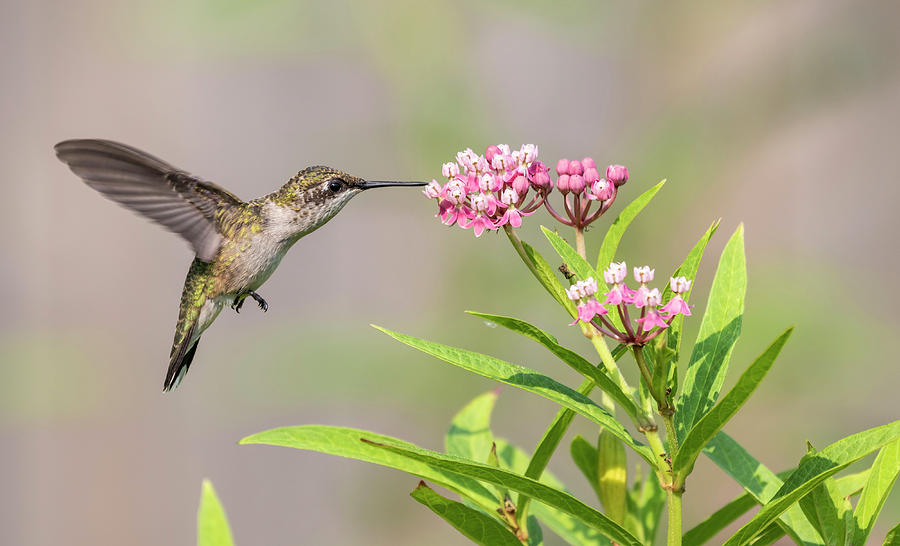 Hummingbird 2018-1 Photograph by Thomas Young