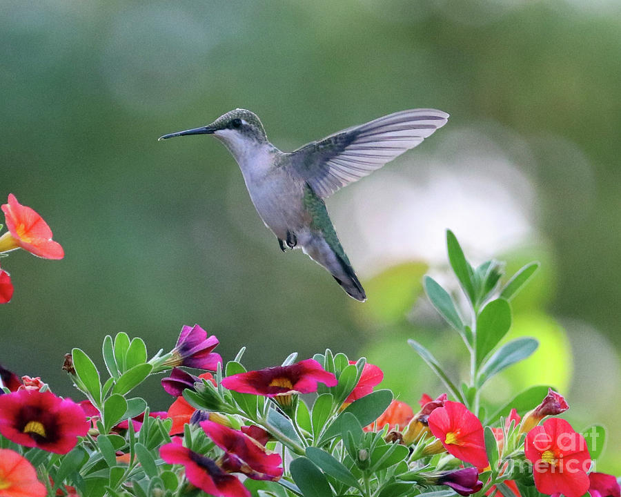 Hummingbird 2512 Photograph by Jack Schultz