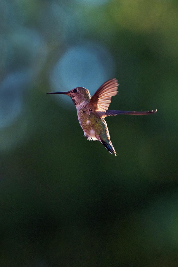 Hummingbird #3 Photograph by David Lunde