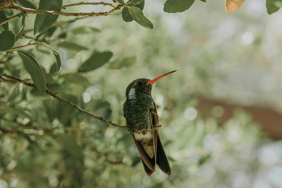 Hummingbird 3 Photograph by Melisa Elliott