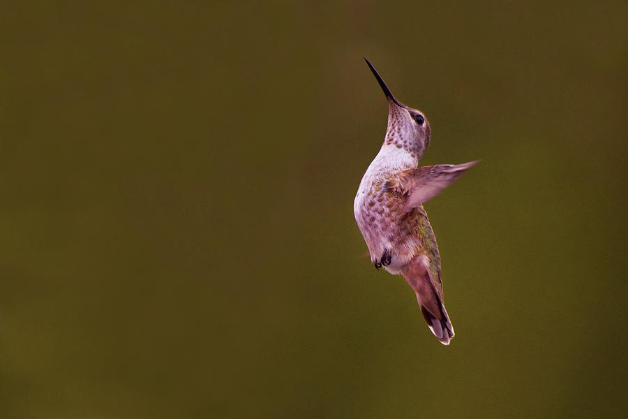 Female Annas Hummingbird #4 Photograph by David Lunde