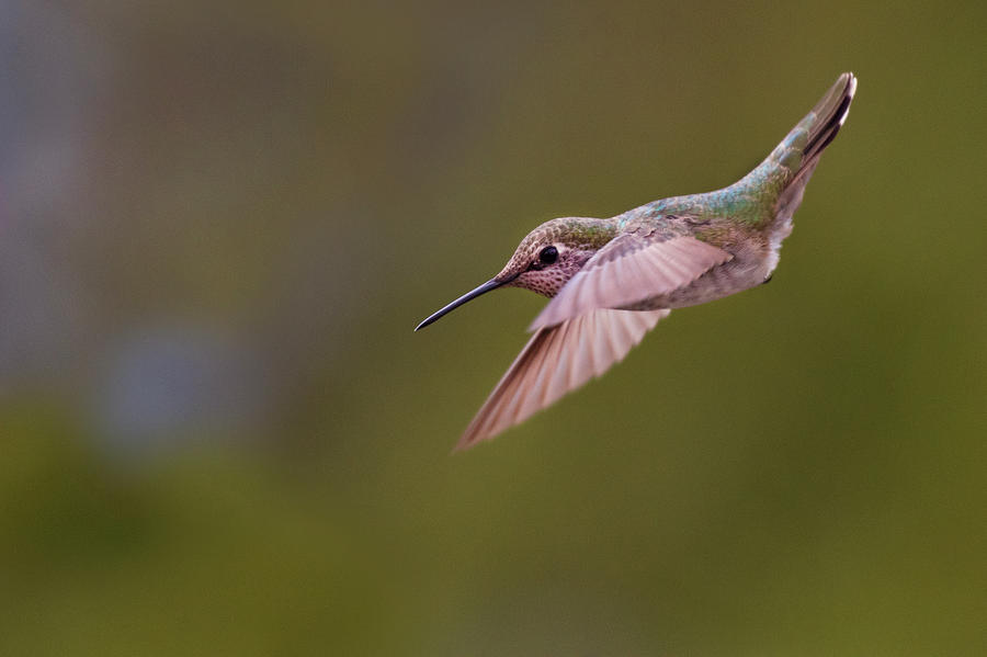Hummingbird #5 Photograph by David Lunde