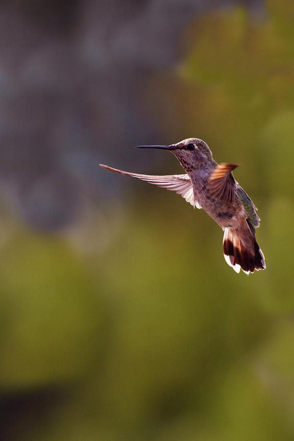 Hummingbird #6 Photograph by David Lunde