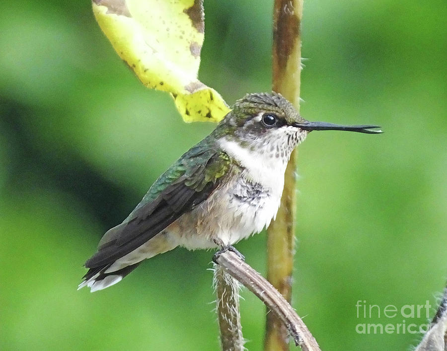 Hummingbird 62 Photograph by Lizi Beard-Ward