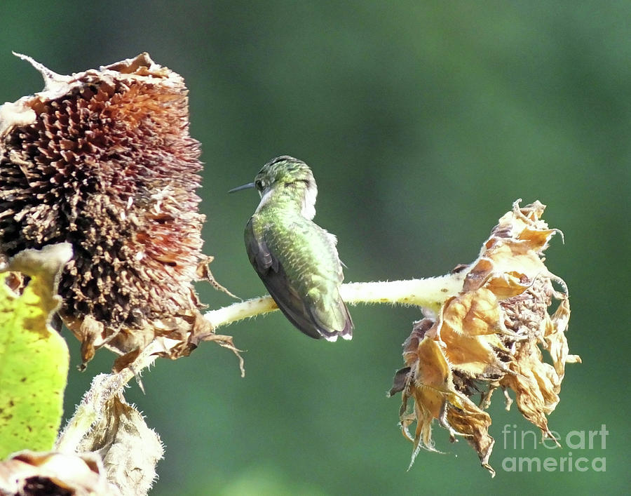 Hummingbird 63 Photograph by Lizi Beard-Ward