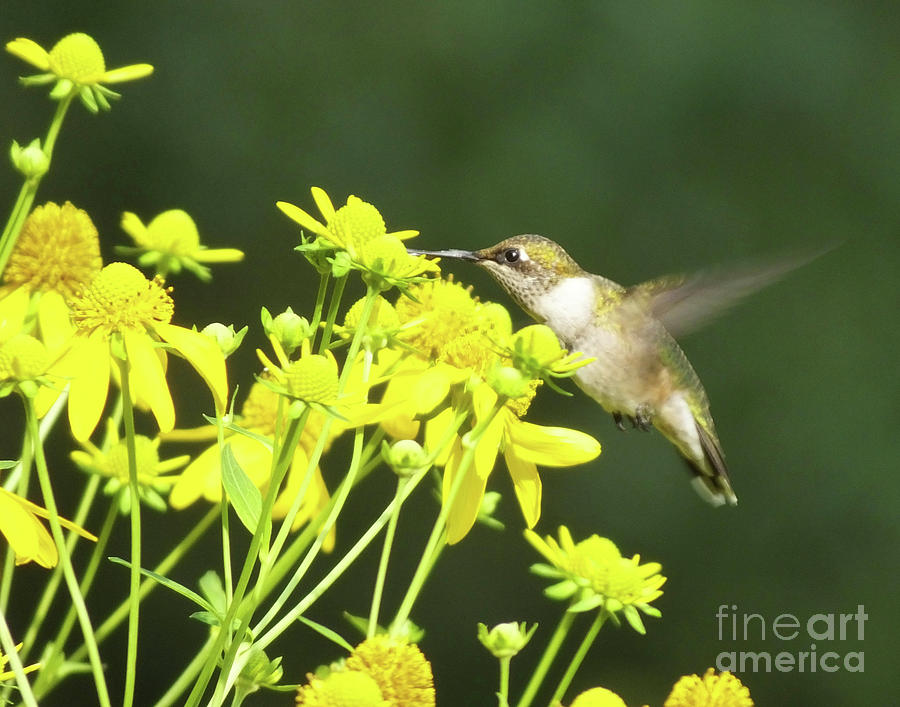 Hummingbird 76 Photograph by Lizi Beard-Ward