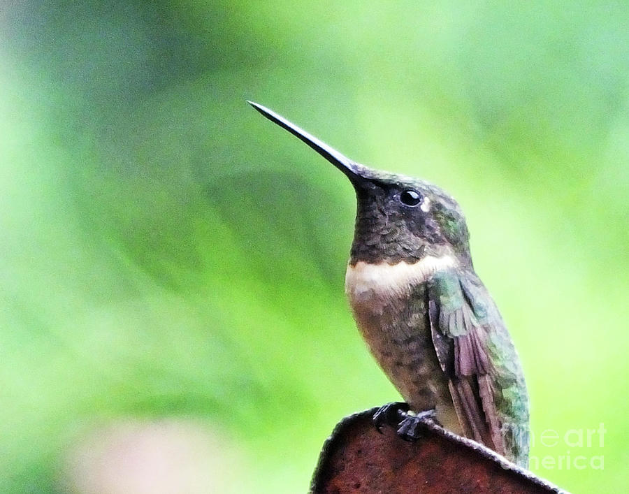 Hummingbird 90 Photograph by Lizi Beard-Ward