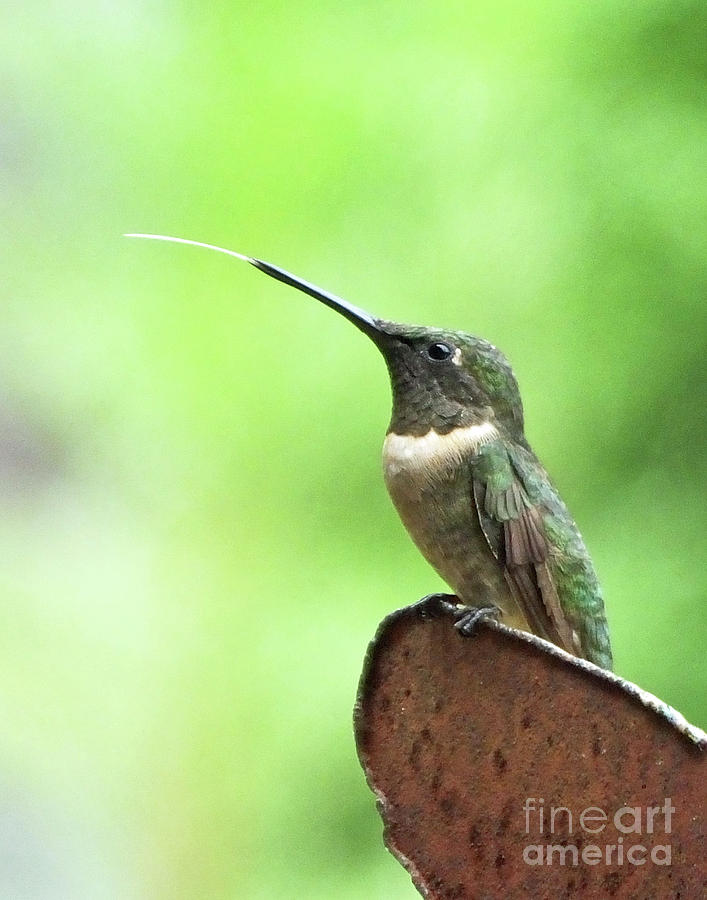 Hummingbird 91 Photograph by Lizi Beard-Ward