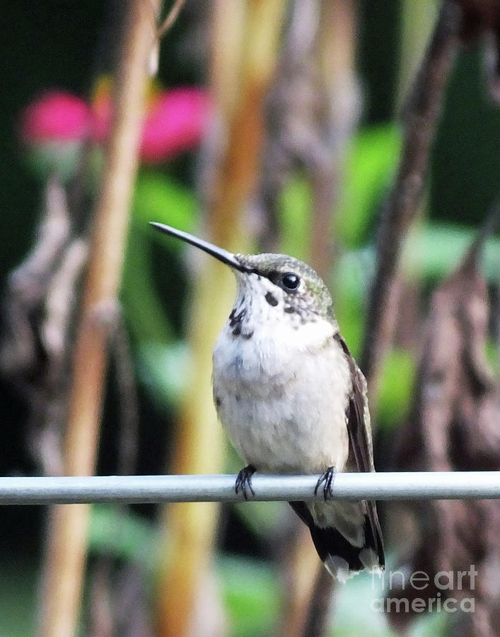 Hummingbird 92 Photograph by Lizi Beard-Ward