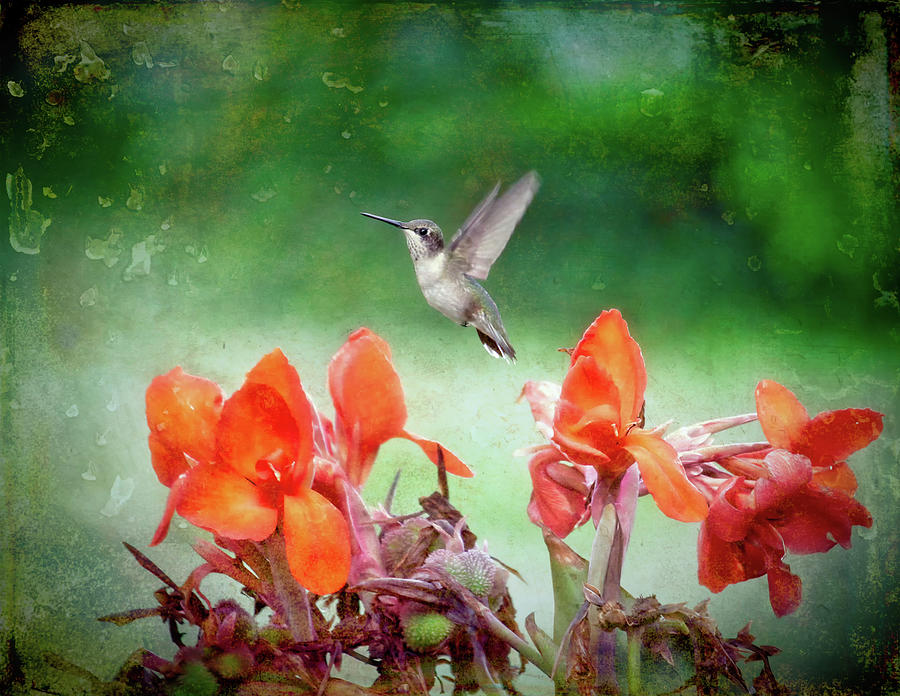 Hummingbird Above Canna Flowers Photograph